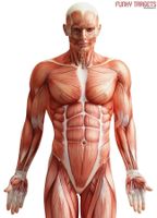 Anatomy Zielscheibe 10 stk.