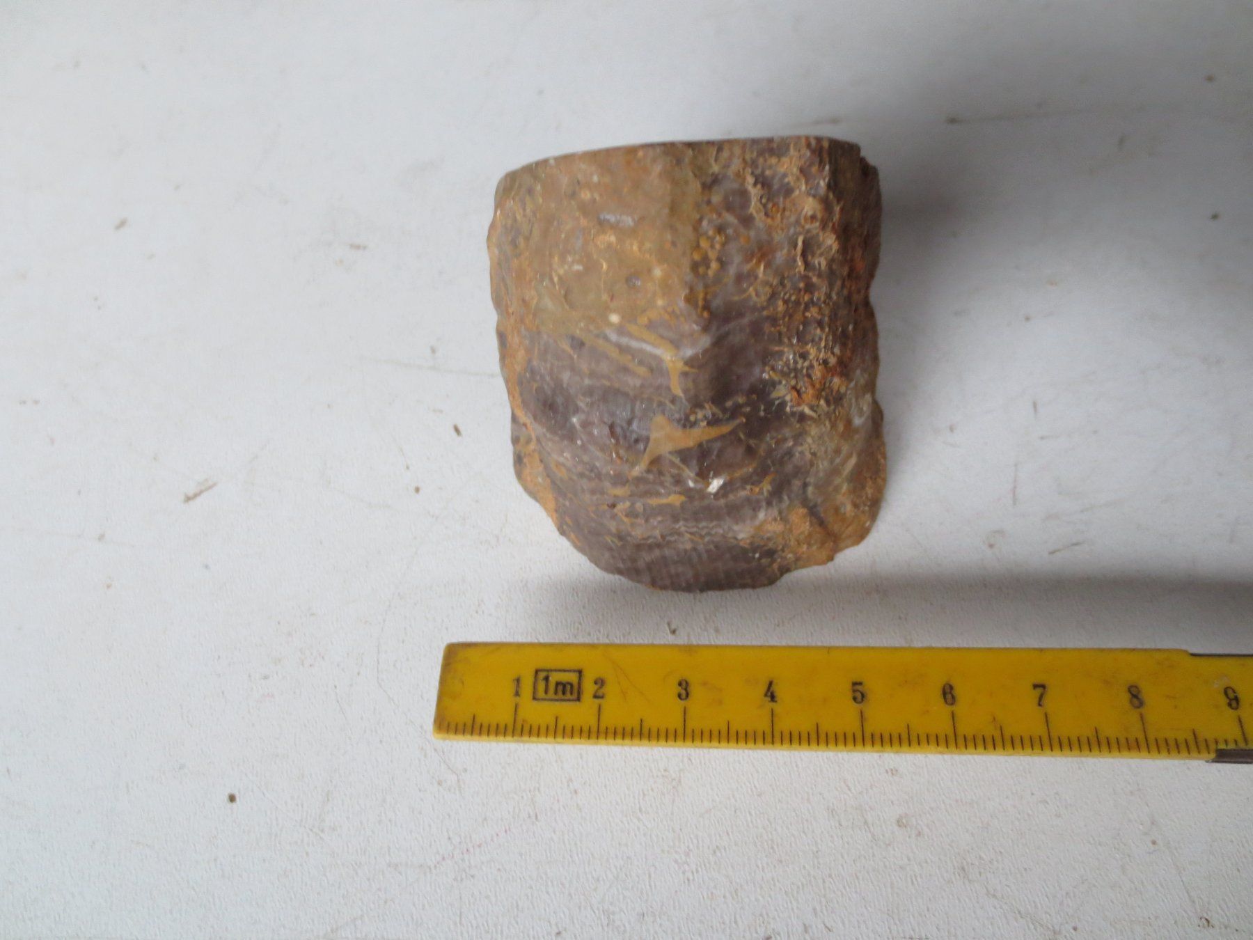 Fossilien: Versteinerung- Hippurites – Gebraucht aus Weier im Emmental von waefler03 3
