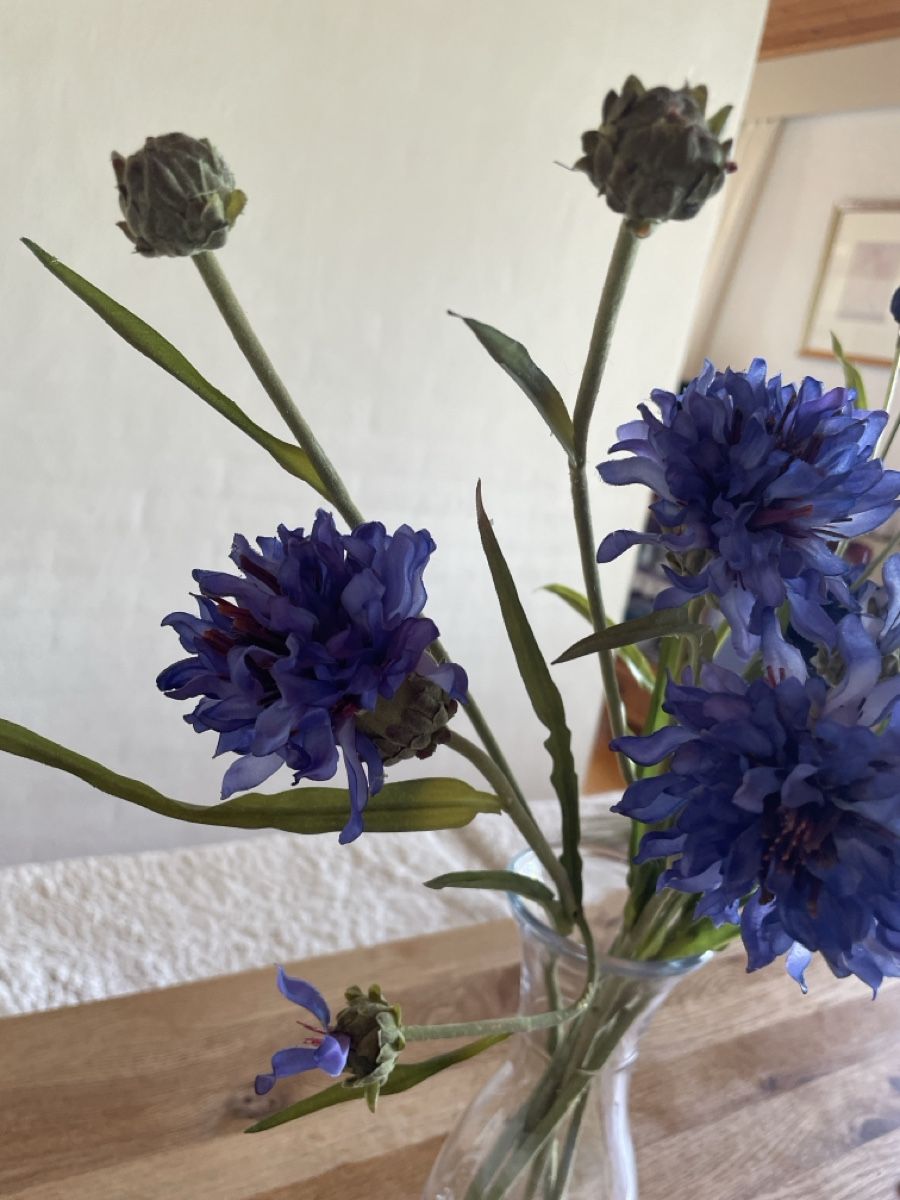 Pflanzen & Samen: Kornblumen – Gebraucht aus Freidorf TG von ibipatria 2
