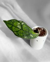 Hoya Clemensiorum sp Borneo Silver
