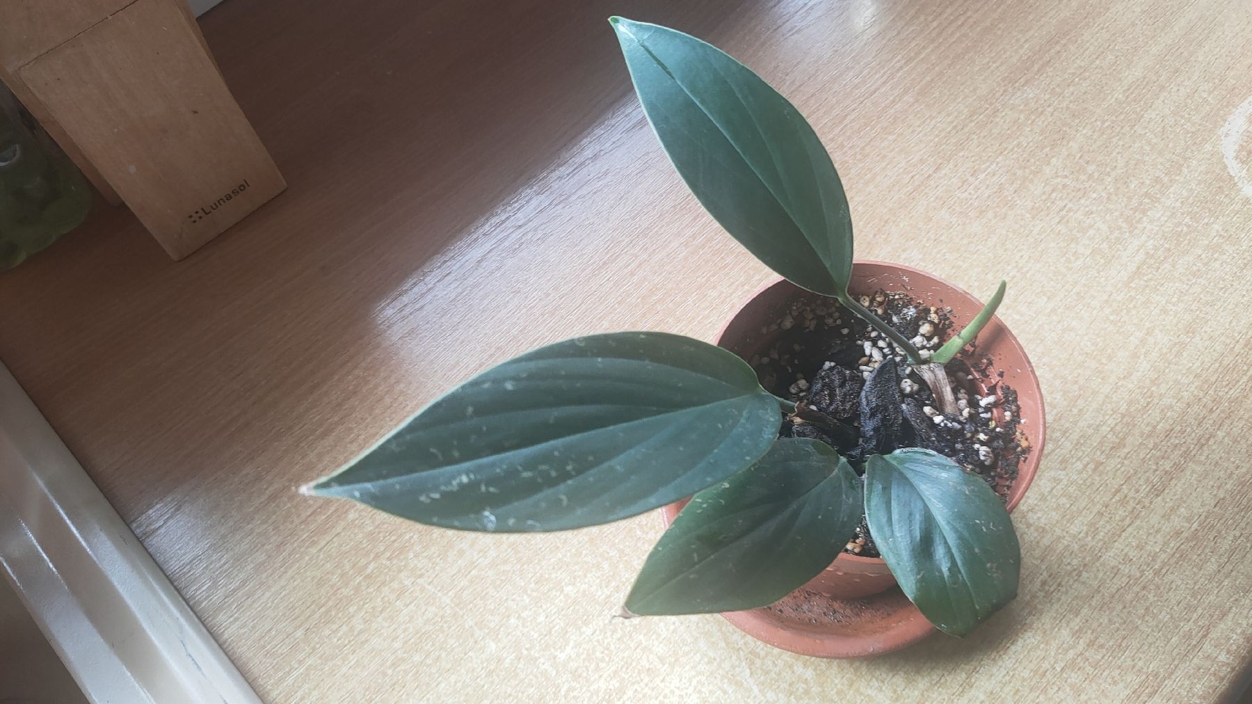 Piante & sementi: monstera decruciva (queue de dragon) – Nuovo e nell'imballaggio originale da St-Aubin-Sauges venduto da may_2yrv