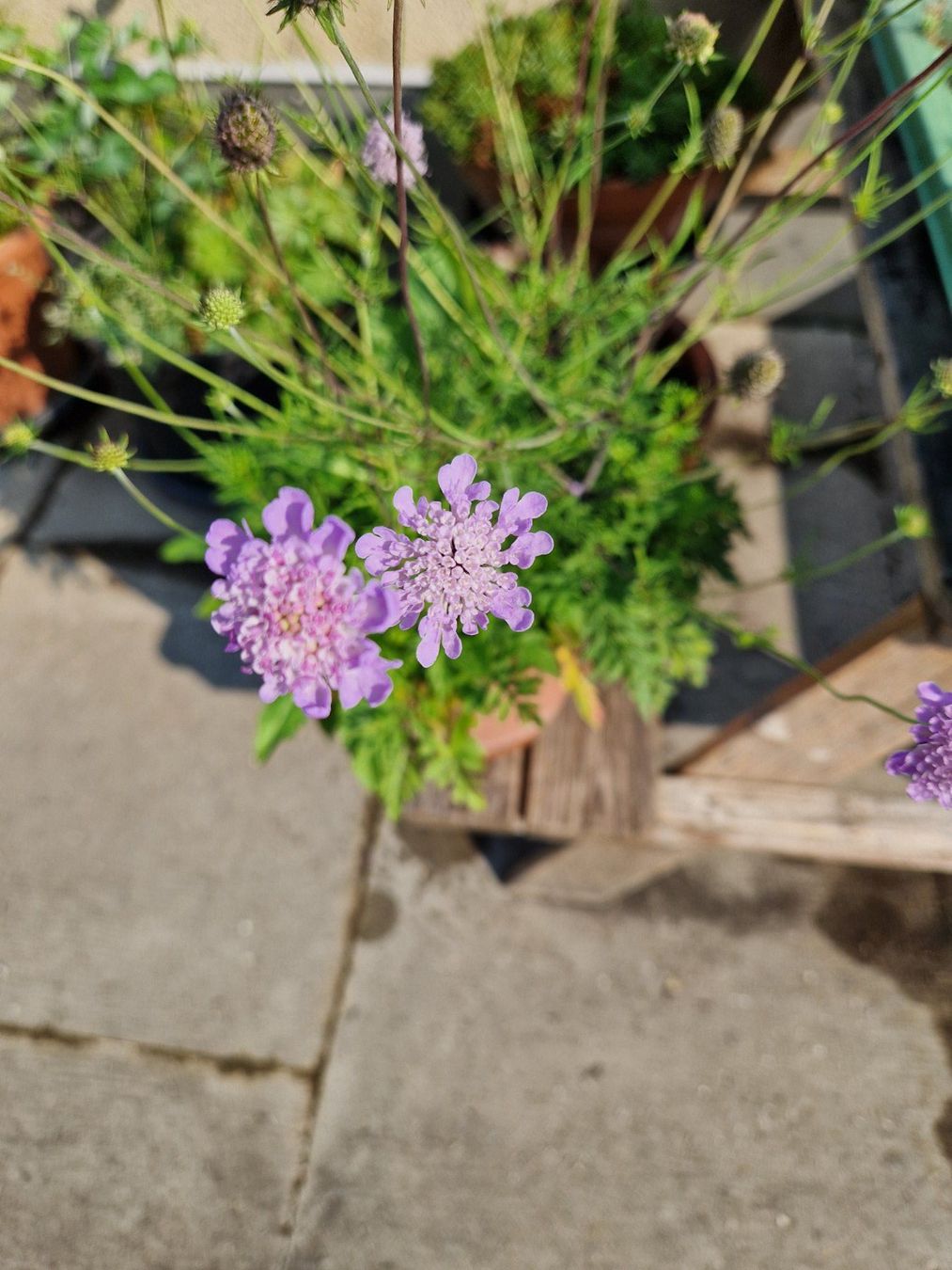 Pflanzen & Samen: Balkon-/Gartenpflanze: Tauben Skabiose – Gebraucht aus Münchenbuchsee von Aare22 2