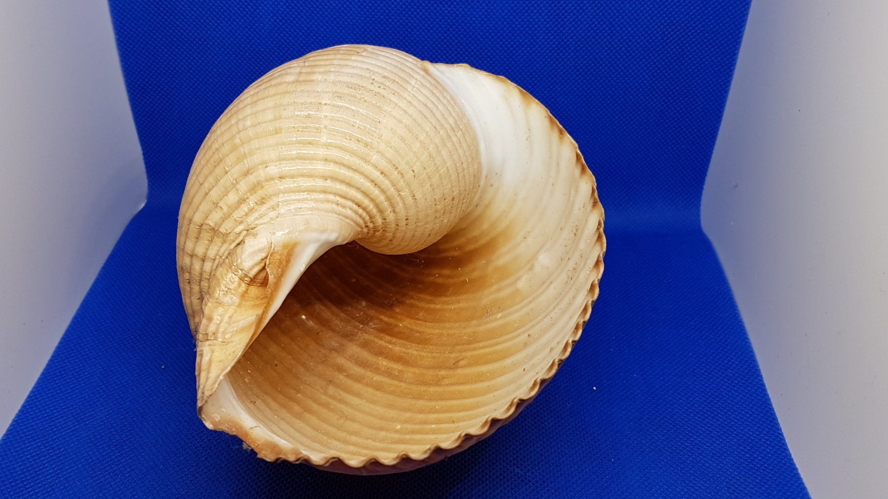 Fossili: Riese Muscheln – Usato da Zürich venduto da Hamaster 4