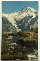 GRINDELWALD Bachalp mit Kuh - Schreckhorn