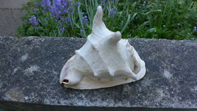 Fossili: Grosse Schnecke Muschel. Cassis Cornuta. – Usato da Zürich venduto da inf_gt6t 2