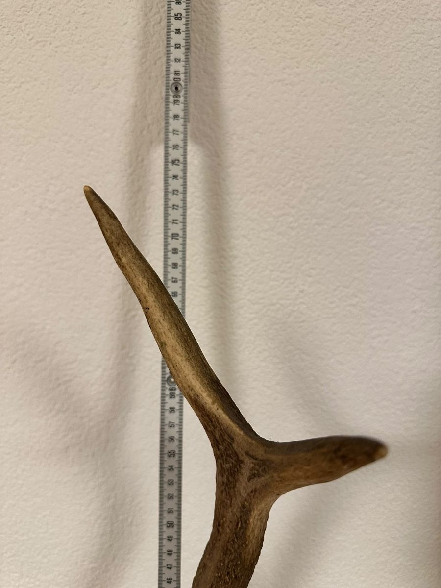Monde des animaux: Echtes Hirschgeweih auf Holzschild Jagdtrophäe ca. 75 cm – D'occasion à Langnau am Albis par Citabelle 3