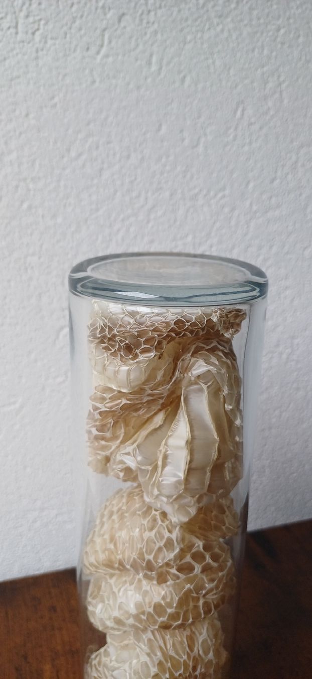 Toutes les décorations: Peau de serpent sous verre – D'occasion à Neuchâtel par arthur9797 1