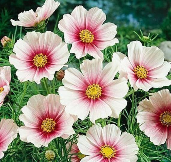 Pflanzen & Samen: 50 Samen Cosmea DAYDREAM Schmuckkörbchen – Gebraucht aus Ehrendingen von VerveinaSamen 4