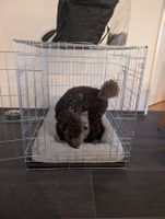 Kennel/Gitterbox mit passendem Hundebett