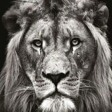 Profile image of Leu_44