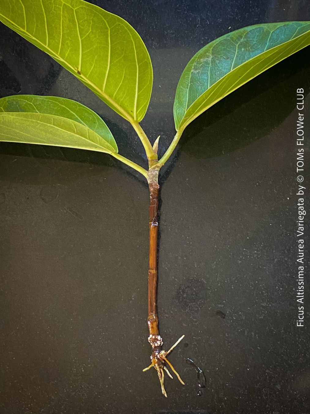 Pflanzen & Samen: Ficus Altissima Aurea Variegata - als Steckling – Neu und originalverpackt aus Adliswil von astom369 1
