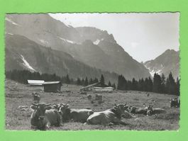 Alpfrieden auf Untertrübsee