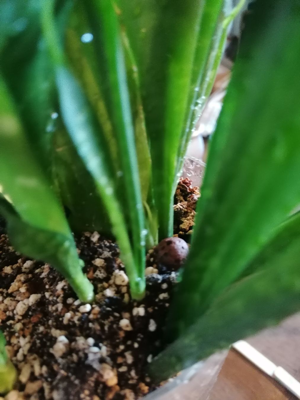 Piante & sementi: Grand Sansevieria - arrosage minimal – Usato da Le Mont-Pèlerin venduto da dundun1 6