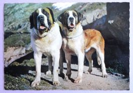 Chiens de l' Hospice du Grand Saint-Bernard
