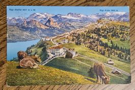Rigi-Staffel, Kühe, 1928, Stempel Rigi-Kulm