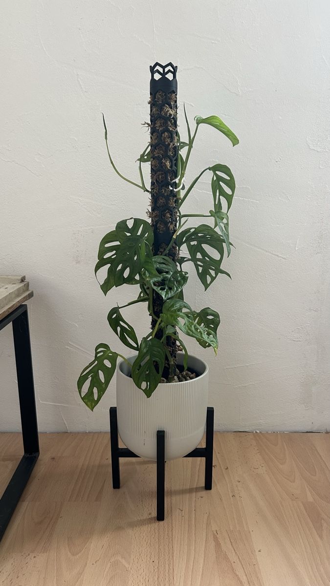 Piante & sementi: rankhilfe / moosstab / moss pole kokosstaab exkl. sphagnum – Nuovo e nell'imballaggio originale da Ehrendingen venduto da Simon_Cu_