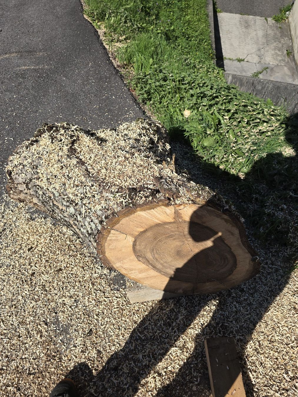 Articoli in legno: Nussbaumstamm – Nuovo (secondo la descrizione) da Ramsei venduto da Waelchris