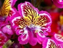 Schizanthus wisetonensi  FLEUR RARE  50g