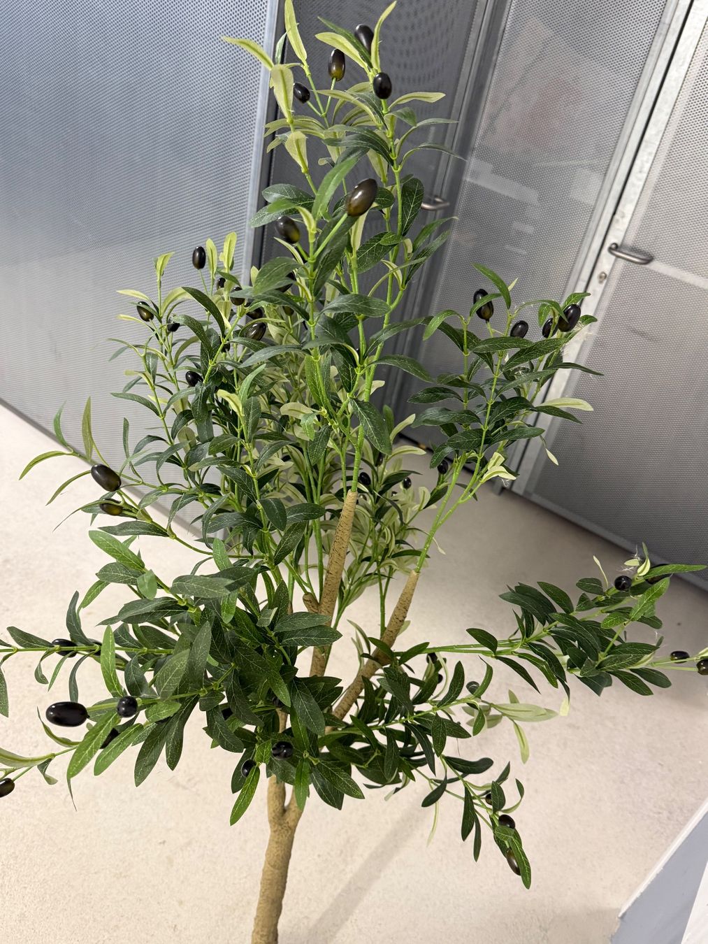 Plantes & graines: Olivenbaum – D'occasion à Zürich par SS59 2