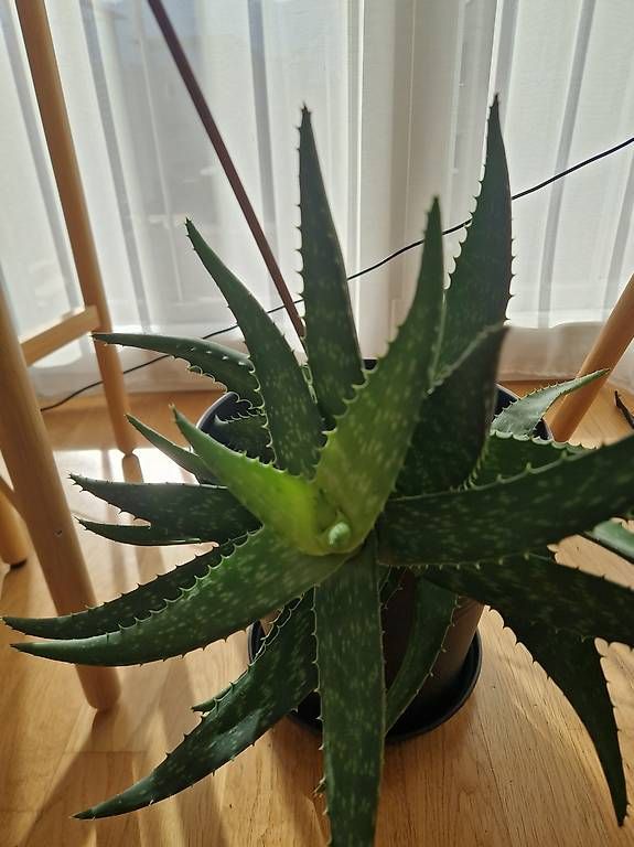 Pflanzen & Samen: Aloe Vera Pflanze – Neu und originalverpackt aus Thun von Schneeflckli 1