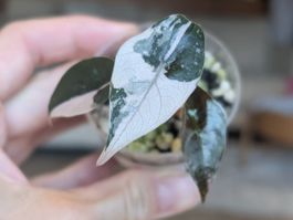 Alocasia Chantrieri Pink Variegata