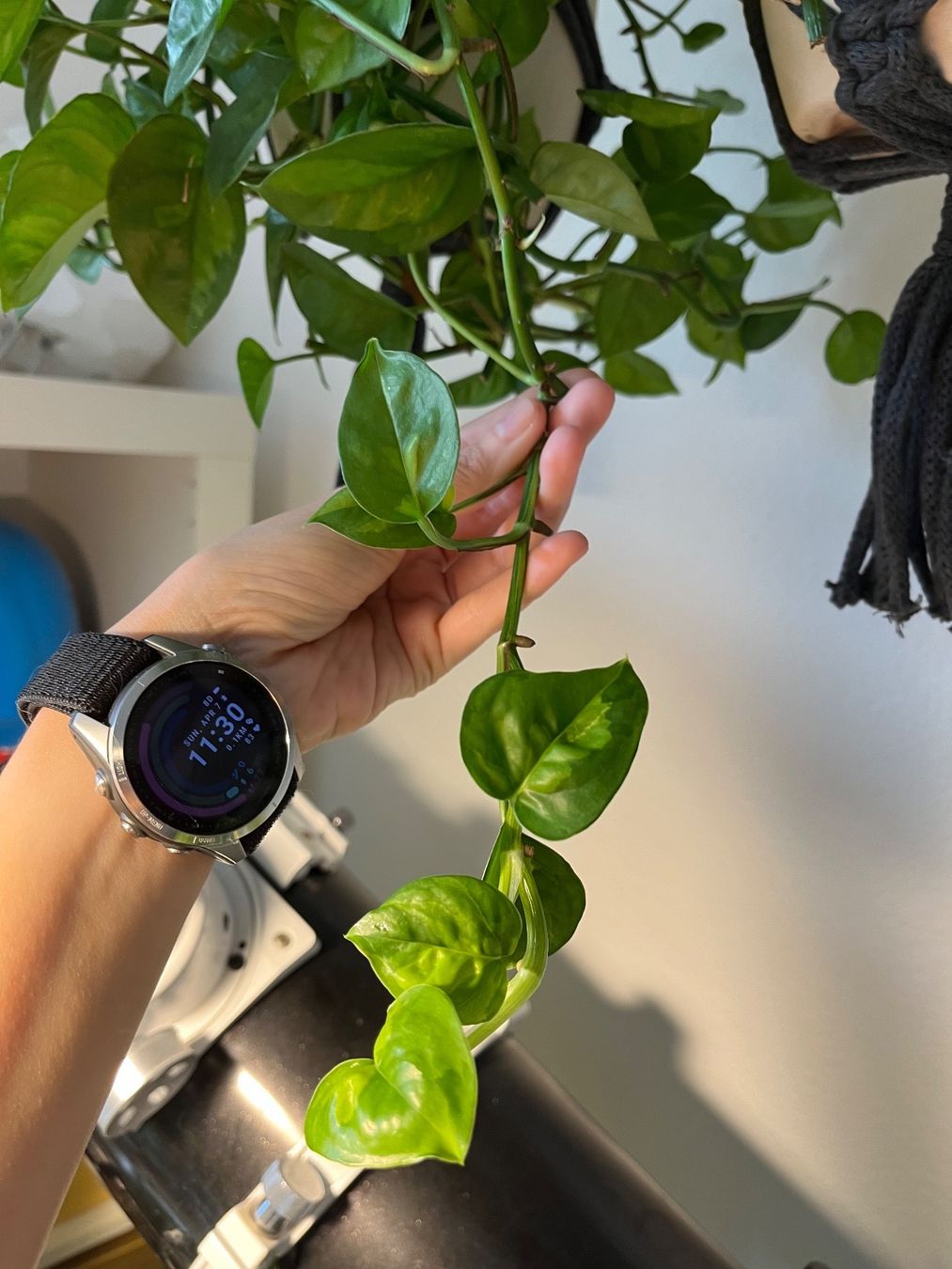 Piante & sementi: Epipremnum Global Green – Usato da Zürich venduto da SummerUmbrage 1
