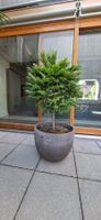 Thuja Lebensbaum mit Topf 1.45m H