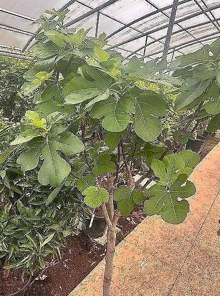 Piante & sementi: Aktion Feigenbaum Grösse L – Nuovo e nell'imballaggio originale da Zuckenriet venduto da Thur_Plant 1