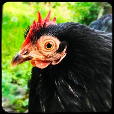Profile image of c4zner