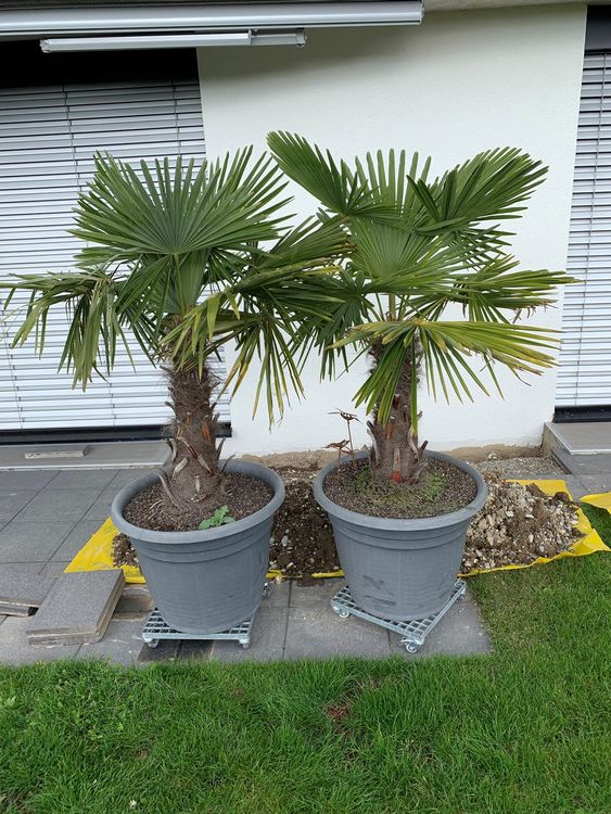 2 TessinerPalmen inkl. Kübel Kaufen auf Ricardo