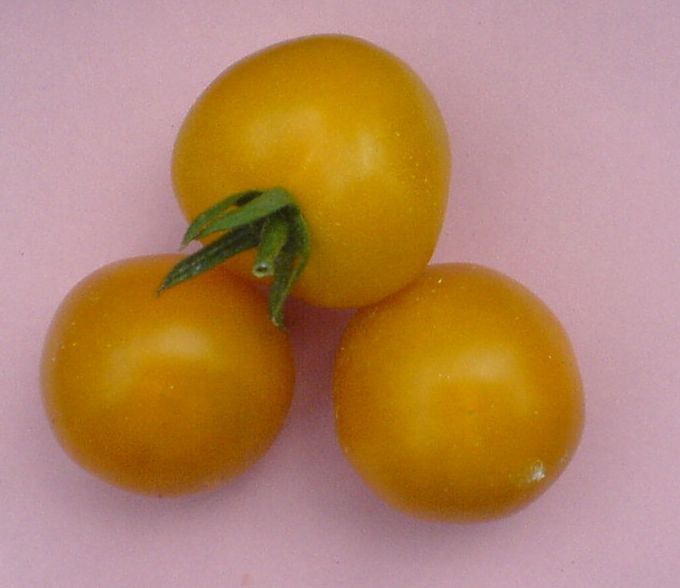 Piante & sementi: Cocktailtomate Orange Bourgoin -  Setzling! – Nuovo (secondo la descrizione) da Steffisburg venduto da Petroselium