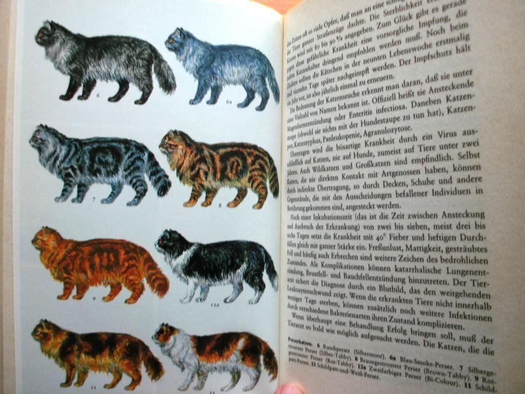Libri: Katzenbuch – Usato da Grenchen venduto da Kogi7 6