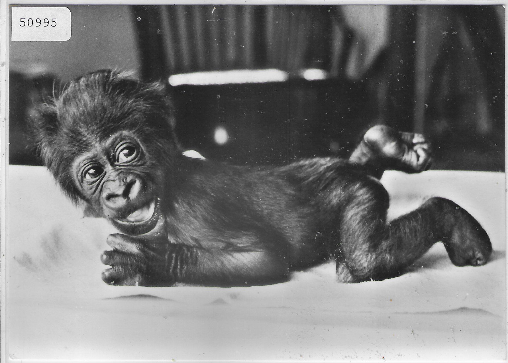 Cartoline postali: Zoologischer Garten Basel - "Goma" das Basler Gorillakind – Usato da Ettingen venduto da Kartenplanet