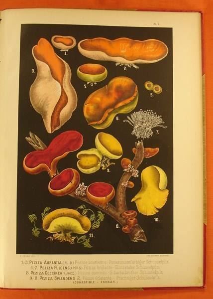 Libri: LES CHAMPIGNONS COMESTIBLES 1890 – Usato da Grüningen venduto da Kartensammler 9