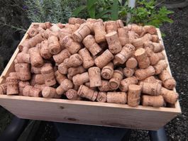 Über 440 Champ./Prosecco Korken ca. 4 Kg