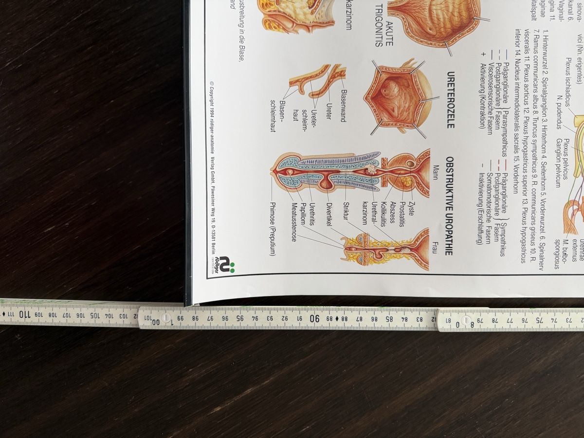 Foto & Immagini: Vintage Anatomie Poster - Bladder Urethra Chart – Usato da Baar venduto da nic_l7yf 2