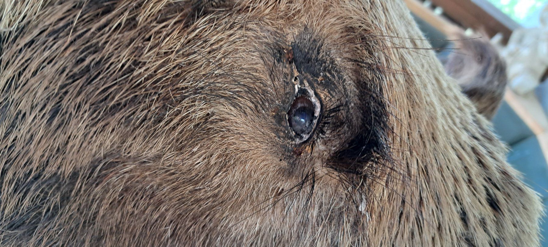 Welt der Tiere: Wildschweinkopf – Gebraucht aus Niederhasli von Mexa 2