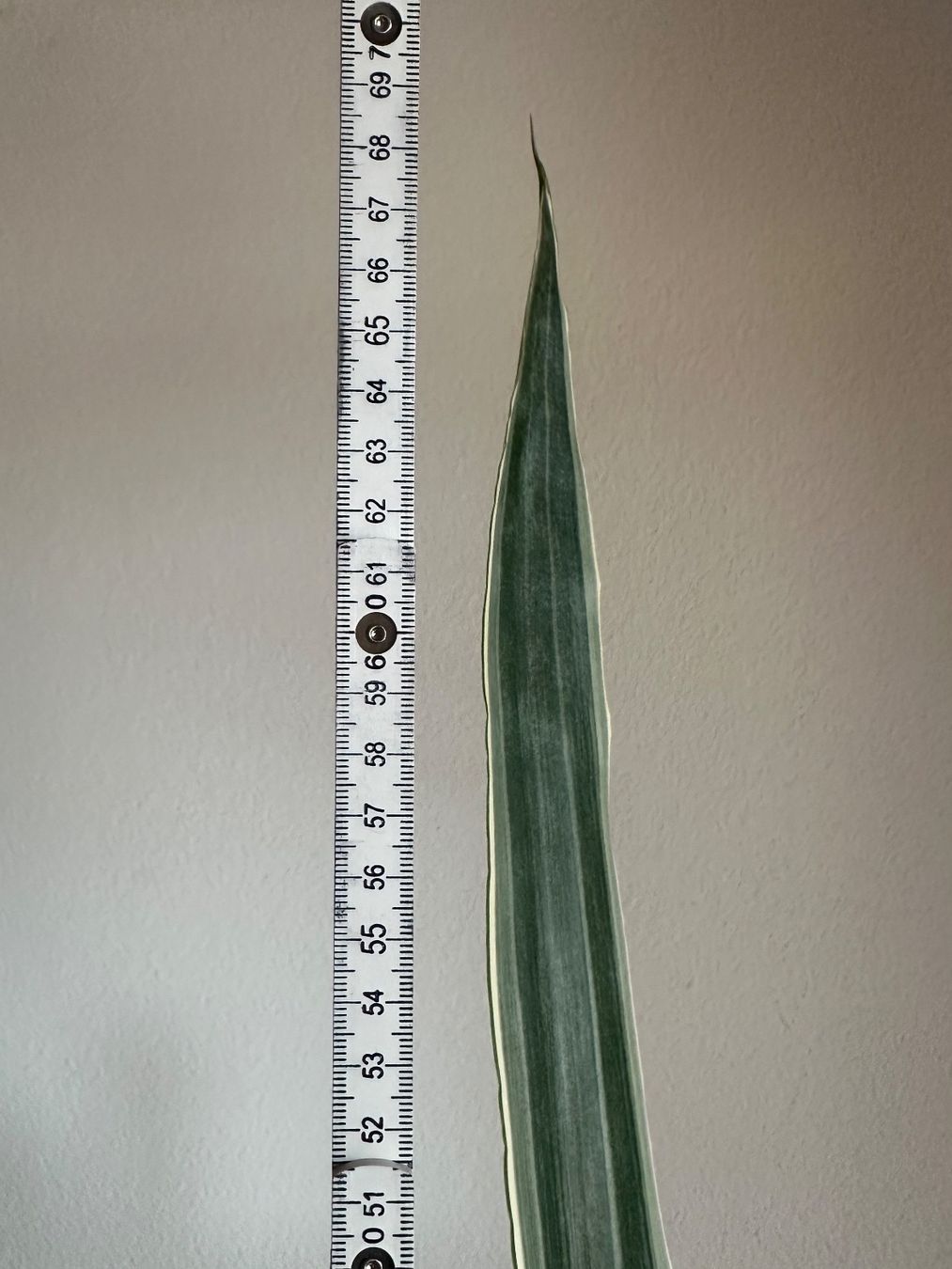Pflanzen & Samen: Sansevieria trifasciata "metallica" – Gebraucht aus Zürich von ong8 6