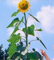Ab 5.- 5 SAMEN GRAINES XL SONNENBLUME "KING HENRY"‪