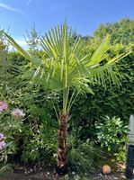Hanfpalme Chamaerops humilis guter Zustand