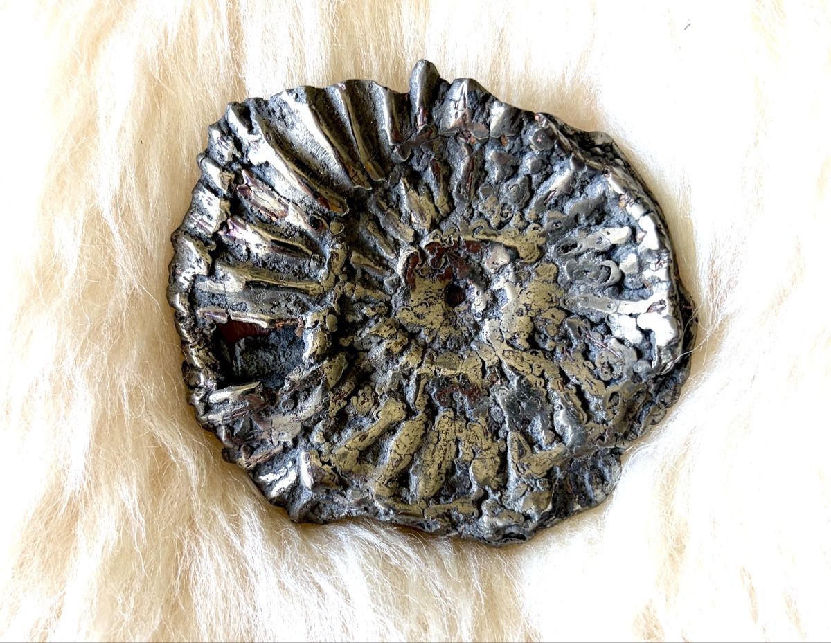 Fossili: Ammonit pyritisiert. 120 Mio Jahre alt – Nuovo (secondo la descrizione) da Adliswil venduto da Moroz173 1
