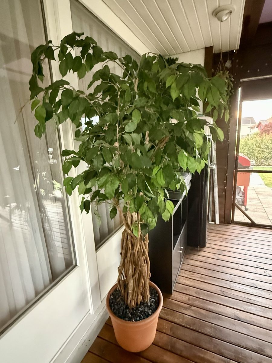 Piante & sementi: Künstlicher Baum - Kunstpflanze - Kunstbaum – Usato da Meinisberg venduto da L.A1