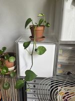 Set of 2 pothos plants with pot & saucer