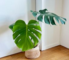 Monstera Deliciosa🤩