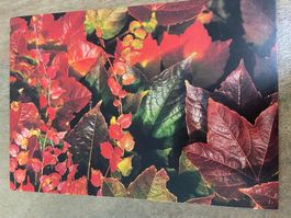 Ak neu Blätter bunt Herbst artbula