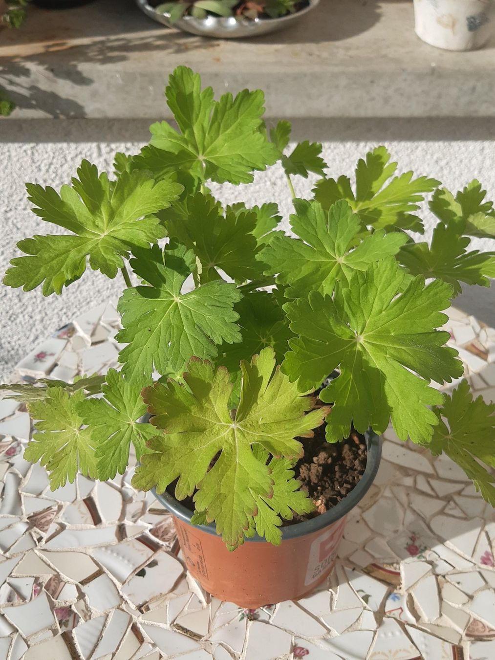 Piante & sementi: Storchschnabel rosa blühend – Usato da Aeugst am Albis venduto da ro97se 1