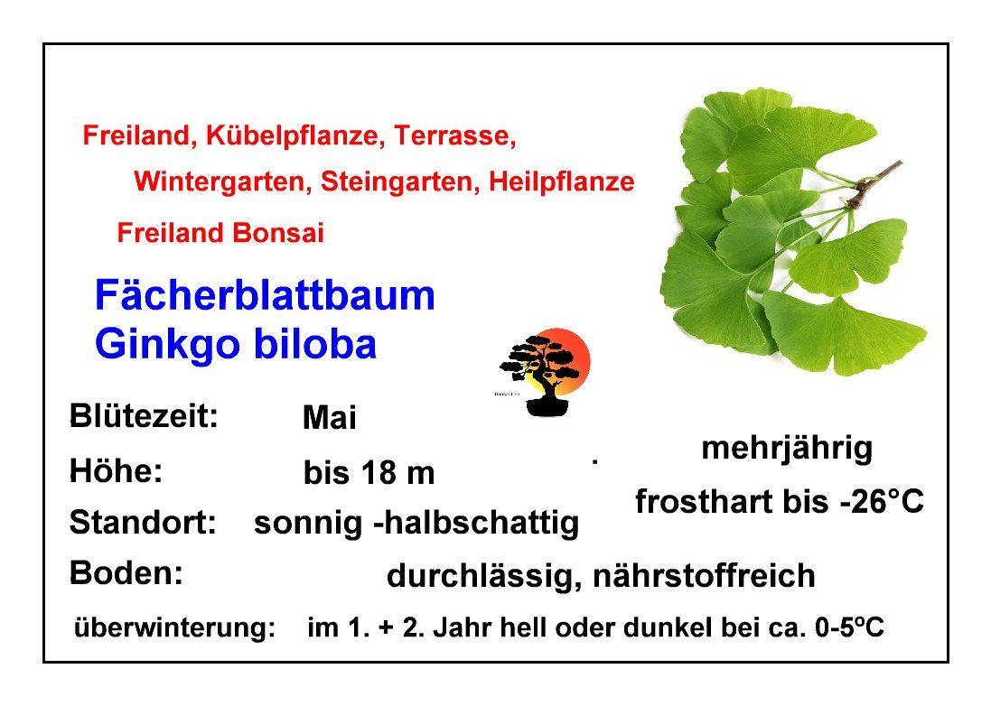 Pflanzen & Samen: Fächerblattbaum - Ginkgo biloba - 2 Pflanzen – Neu und originalverpackt aus Sumiswald von Cham14558 4
