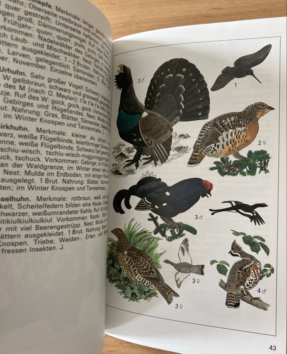 Libri: Einheimische Brutvögel - sehr Interessant – Usato da Schüpfheim venduto da Seerose80 2