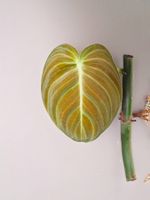 Philodendron melanochrysum Stammsteckling