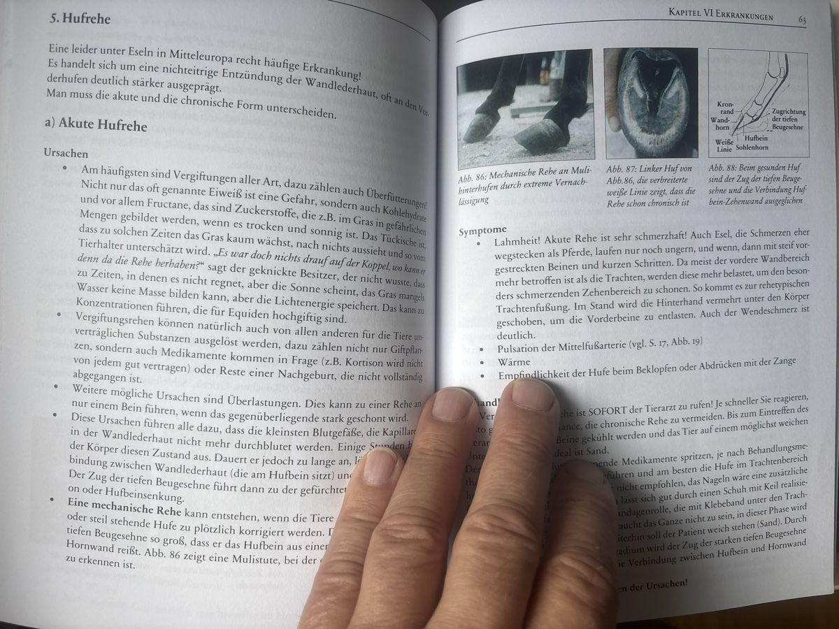 Libri: Esel- und Mulihufe – Nuovo (secondo la descrizione) da Schaffhausen venduto da Reporter 4